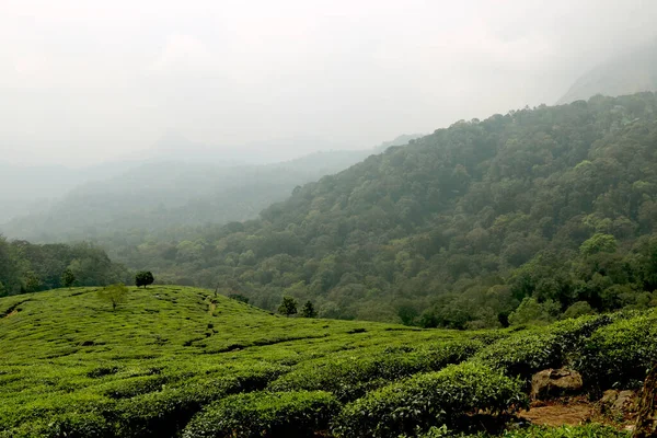 Kerala Hindistan Daki Çay Tarlası Çay Bahçesi Manzarası — Stok fotoğraf
