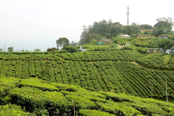 View Tea Plantation Tea Garden Kerala India — Stock Fotó