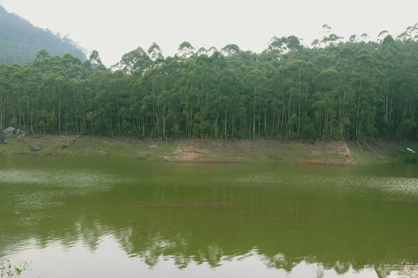 Vista Del Río Bosque Con Fondo Árboles Colina — Foto de Stock