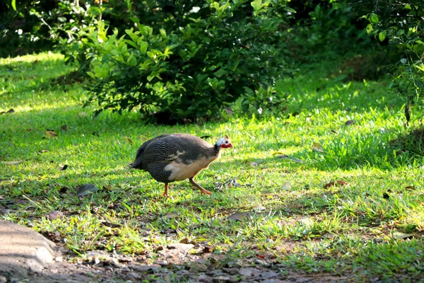 Vista Numida Guineafowl Cheeni Murgi Jardín — Foto de Stock