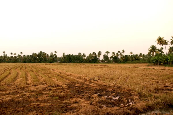 Táj Kilátás Rice Mező Faluban India — Stock Fotó