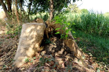 Ağacın küçük dalları, dalları kestikten sonra doğar. Dallardan süzülür, yeni dallar için dallar keser..