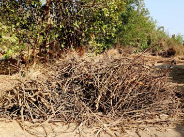 Çiftlikte bir avuç kuru pantolon.