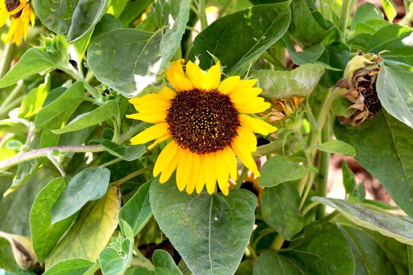 Girasole Fiore Primo Piano Del Girasole Immagine — Foto Stock