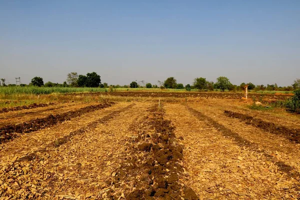 View Agriculture Farm India — Stock Photo, Image