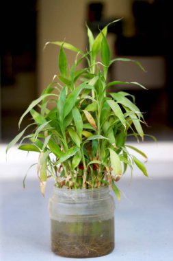 Arka planı bulanık plastik şişeye yerleştirilmiş.