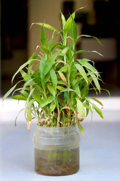 Planta Botella Plástico Con Fondo Borroso — Foto de Stock