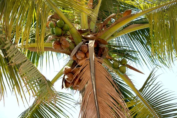 Ovanifrån Kokosnötsträd Från Marken — Stockfoto