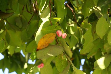 Ağaçtaki Beyaz Gül Elması manzarası