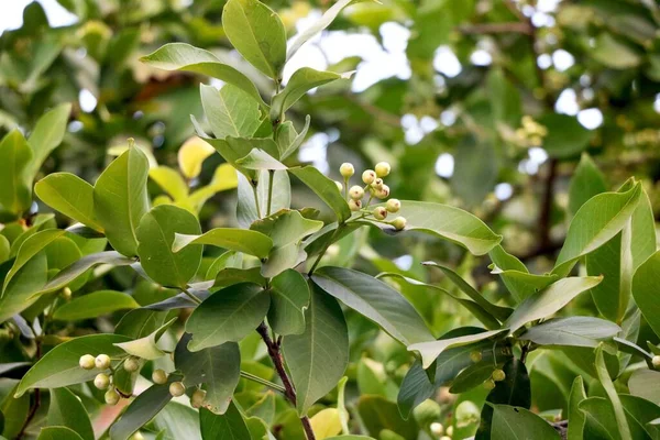 Salito Germoglio Mela Foglie Albero Giardino — Foto Stock