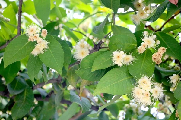 Roos Appel Knop Bladeren Een Boom Een Tuin — Stockfoto