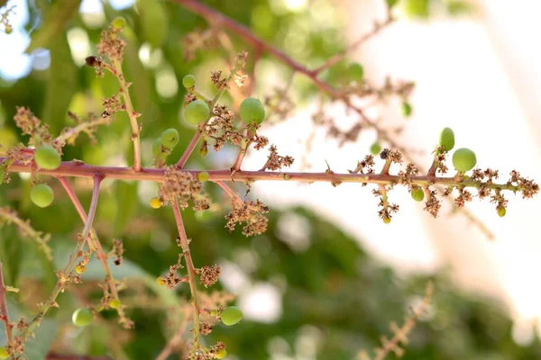 Buds Turning Small Mangoes — Stok Foto