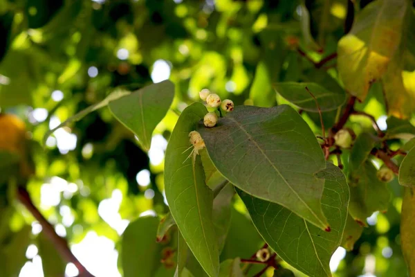 Mawar Tunas Apel Dan Daun Pohon Taman — Stok Foto