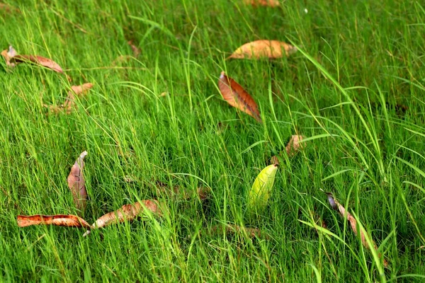 Kuru Yapraklar Yeşil Çimlerde — Stok fotoğraf