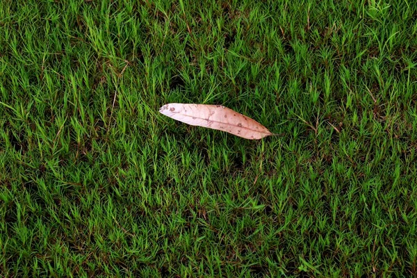 Сухие Листья Зеленой Траве — стоковое фото