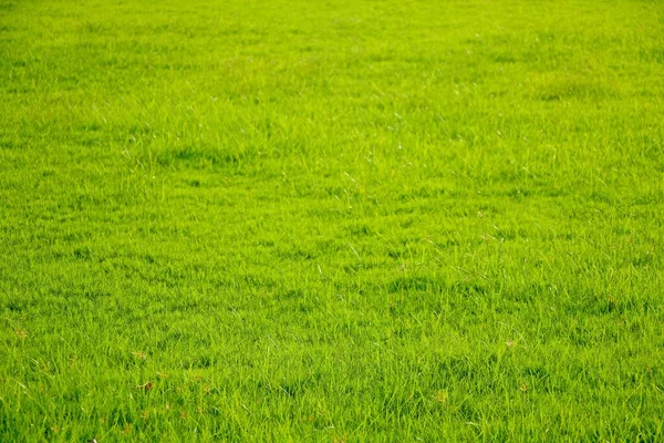 Поле Свежей Зеленой Текстуры Травы Фон — стоковое фото