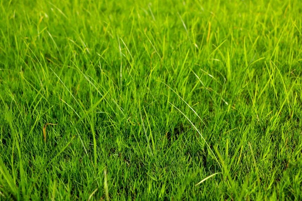 Grünes Gras Von Einem Feld — Stockfoto