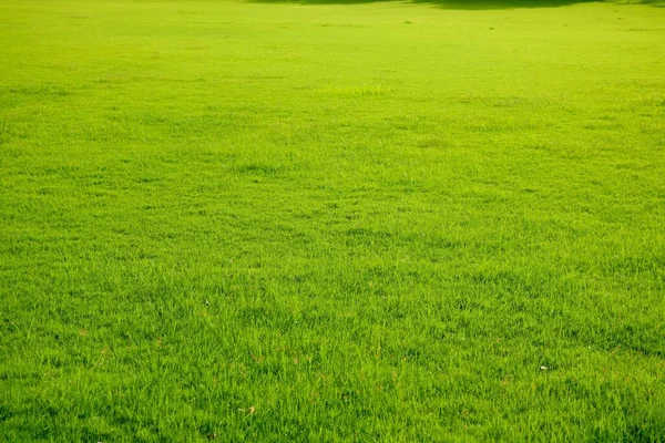 Поле Свежей Зеленой Текстуры Травы Фон — стоковое фото