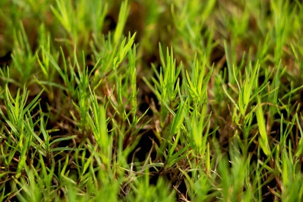 Tutup Tampilan Rumput Lapangan — Stok Foto