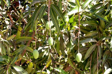 Mangoların asılması, mango tarlası, mango çiftliği tarım endüstrisi kavramı, tarım endüstrisi kavramı
