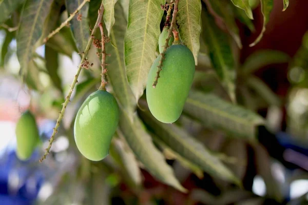 Primo Piano Mango Appeso Campo Mango Fattoria Mango Concetto Agricolo — Foto Stock