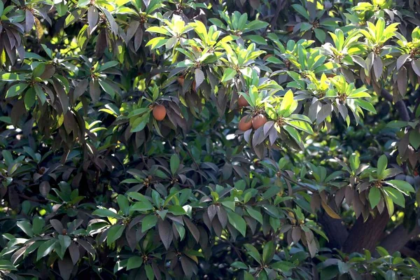 Vista Dell Albero Sapodilla Comunemente Noto Come Manilkara Zapota Chiku — Foto Stock