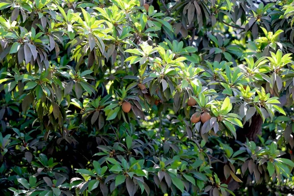 Pemandangan Pohon Sapodilla Umumnya Dikenal Sebagai Manilkara Zapota Chiku — Stok Foto