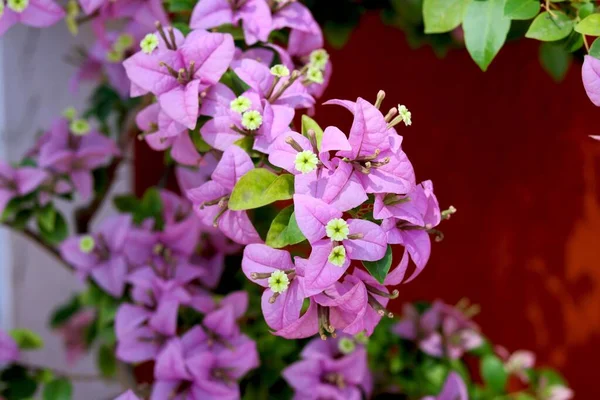 Retrato Vista Hermosas Flores Rosadas — Foto de Stock