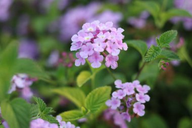 Güzel bulanık arkaplanda mor çiçekler.