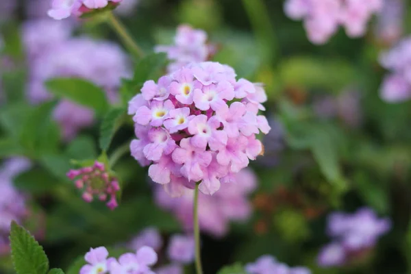 Purple Flowers Beautiful Blur Background — Stock Photo, Image