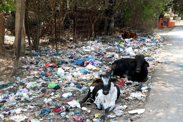 Basura Imagen Tirar Basura Lado Carretera Las Vacas Están Sentadas — Foto de Stock