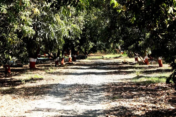 Vista Paisagem Fazenda Mangueiras — Fotografia de Stock