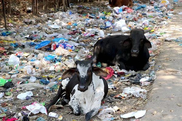 Mengotori Gambar Sampah Membuang Sisi Jalan Dan Sapi Duduk Atasnya Stok Gambar Bebas Royalti