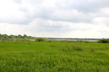 Yağmurdan sonra yeşillik, ağaç ve su manzarası