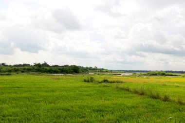 Yağmurdan sonra yeşillik, ağaç ve su manzarası