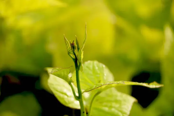 Batang Bunga Dengan Latar Belakang Daun Hijau — Stok Foto