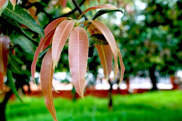 Nuovo Congedo Fresco Attrice Mango — Foto Stock