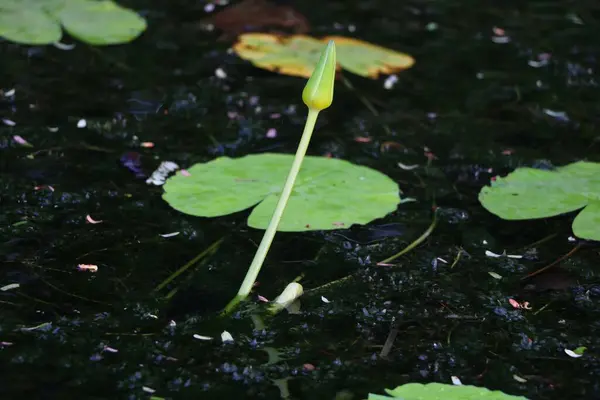 Gambar Kuncup Lotus Dan Daun Kolam Kecil — Stok Foto
