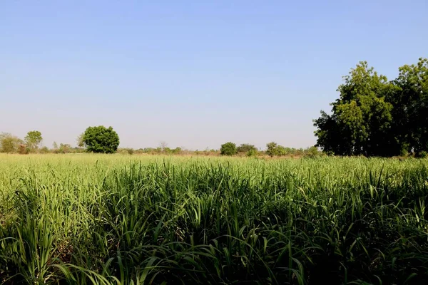 Portrait View Young Sugar Cane Plant Farm Village India — Stock Photo, Image