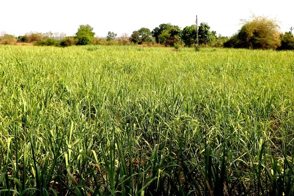 Porträtansicht Einer Jungen Zuckerrohrpflanze Einem Bauerndorf Indien — Stockfoto