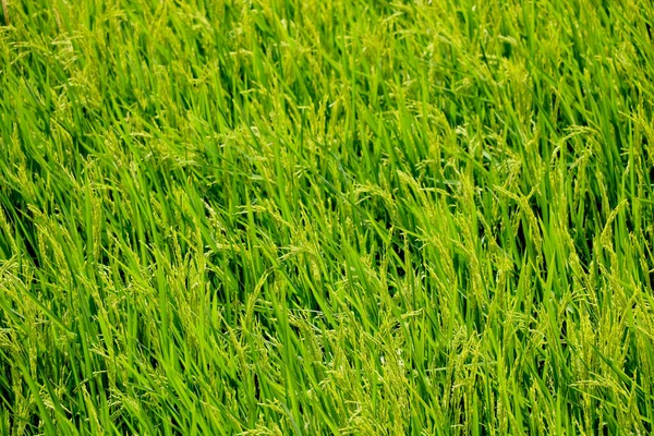 Вид Нежелательной Зеленой Травы Саду — стоковое фото