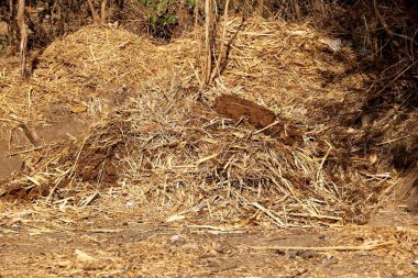 Kuru çim saman yığınının görüntüsü