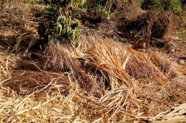 Kuru çim saman yığınının görüntüsü