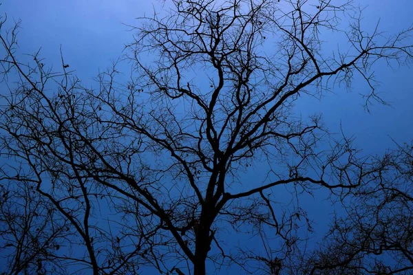 Красиве Дерево Фоні Блакитного Неба — стокове фото