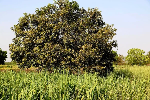 Widok Drzewa Stojącego Gospodarstwie Trzciny Cukrowej — Zdjęcie stockowe