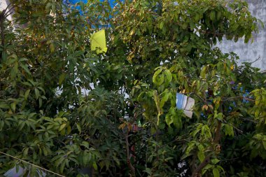 Hindistan 'da uçurtma uçuşu sırasında ağaçta kalan uçurtma.