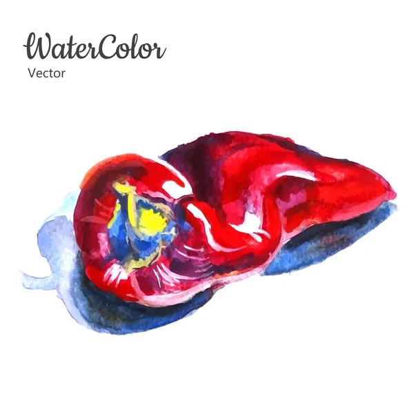 Vector mano pintura acuarela abstracta pimienta ilustración — Vector de stock