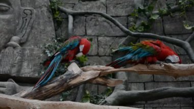 Kızıl Amazon Kırmızı Macaw papağanına yaklaş.