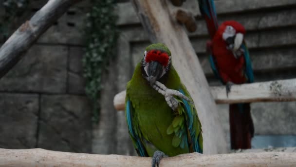 Grande papagaio verde no zoológico — Vídeo de Stock