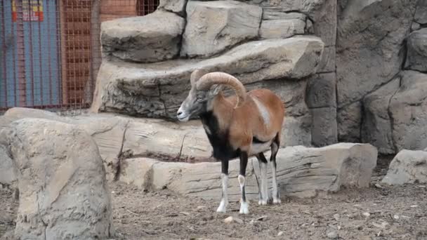 Koza górska w zoo — Wideo stockowe